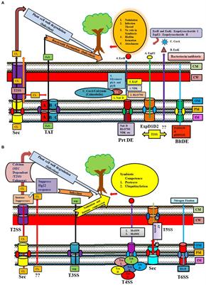 Secretory molecules from secretion systems fine-tune the host-beneficial bacteria (PGPRs) interaction